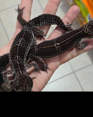 Geco leopardino "black night"