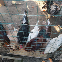 Galline di varie razze