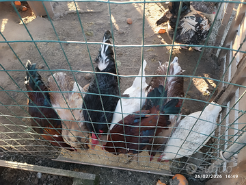 Galline di varie razze