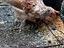 Immagine 4