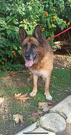 Cloe, tenera e dolce attende la sua famiglia