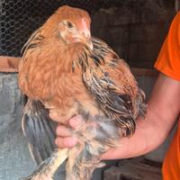 Coppia brahma perniciato oro orlo nero