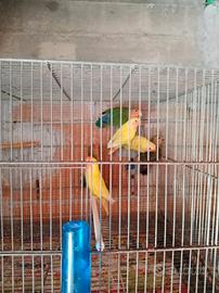 Inseparabili coppie o singoli