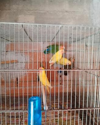 Inseparabili coppie o singoli