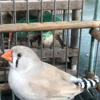 Bengalini - diamantini