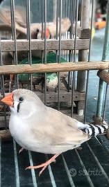 Bengalini - diamantini