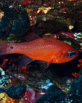 Pesci cardinali (Apogon imberbis)