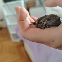 Rana Kaloula baleata - Rospo con box provvisorio