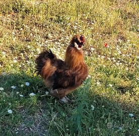 Gallo Moroseta
