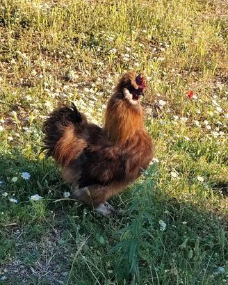 Gallo Moroseta