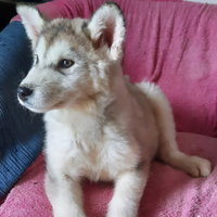 Alaskan Malamute cuccioli