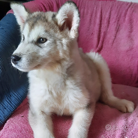 Alaskan Malamute cuccioli