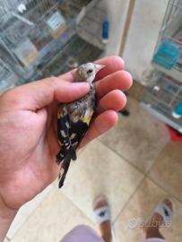 Cardellino nostrano portatore di opale