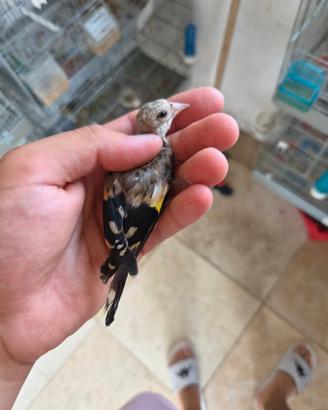 Cardellino nostrano portatore di opale