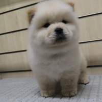 Chow Chow con pedigree