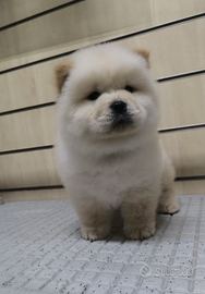 Chow Chow con pedigree