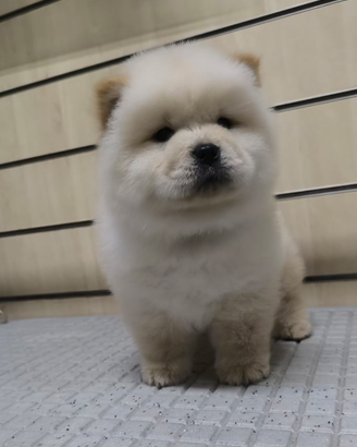 Chow Chow con pedigree