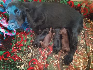 Cuccioli cocker spaniel inglese