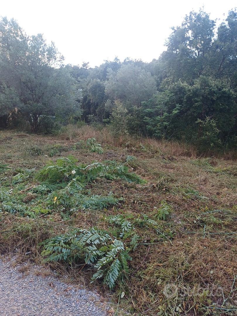 terreno a vibonati - Vista 4