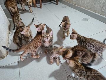 Cuccioli di gatto 100% razza Bengala