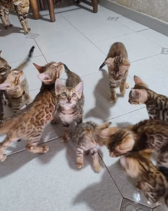 Cuccioli di gatto 100% razza Bengala