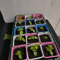 Pianta di Origano Selvatico Calabrese 