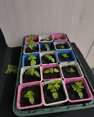 Pianta di Origano Selvatico Calabrese 