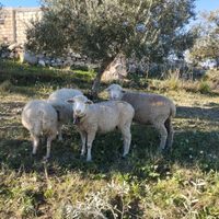 Pecora