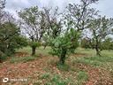 ter-agricolo-a-santeramo-in-colle