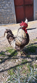 Vendita gallo di circa due anni e mezzo