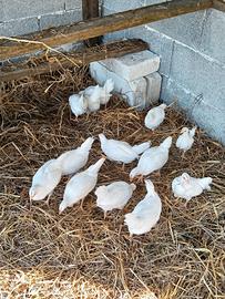 Galline ovaiole 