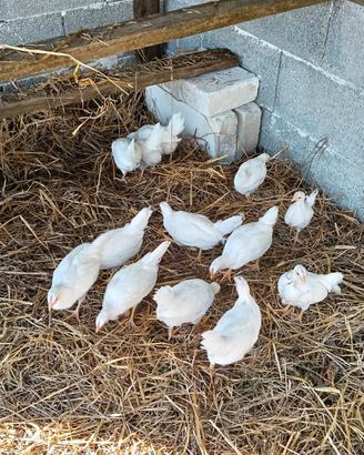 Galline ovaiole 