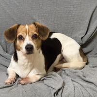 Cucciolo di jack russel e volpino