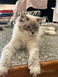 Cuccioli ragdoll 5 mesi disponibili subito