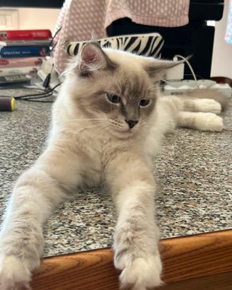 Cuccioli ragdoll 5 mesi disponibili subito