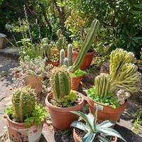 cactus e succulente