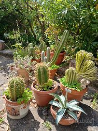 cactus e succulente