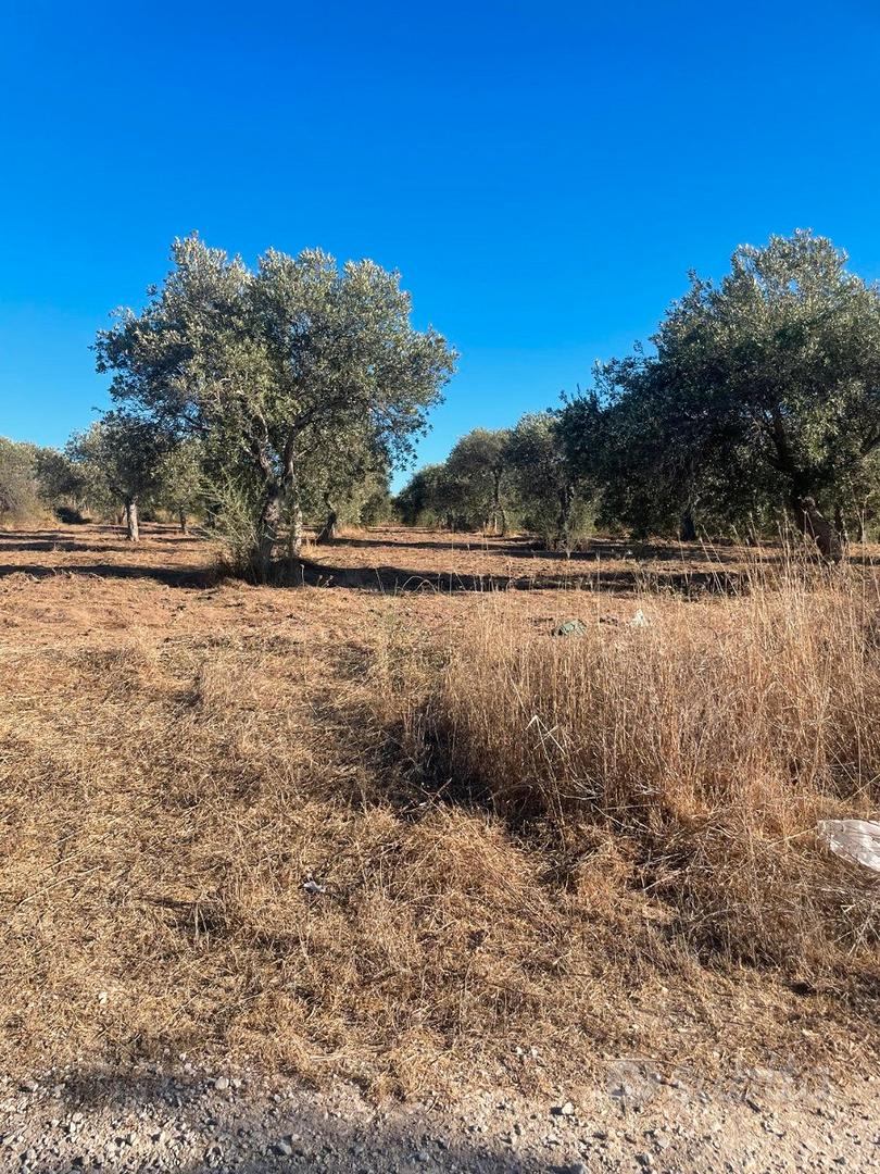 Terreno agricolo con uliveto a 5 minuti da Sorso - Vista 5