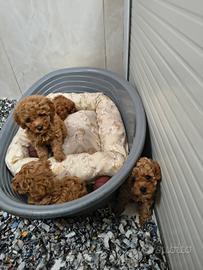 Barboncino mini toy red 2F 3M anche a rate