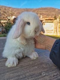 Coniglio ariete nano cucciolo