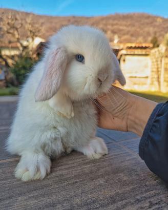Coniglio ariete nano cucciolo