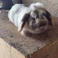 Coniglia ariete nana