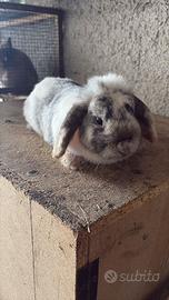 Coniglia ariete nana