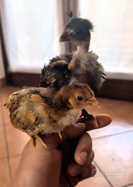 Galline Ovaiole Nane Ornamentali