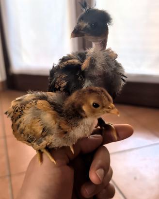 Galline Ovaiole Nane Ornamentali