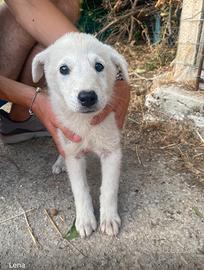 Lena