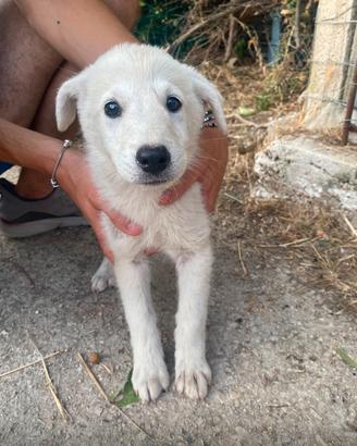 Lena