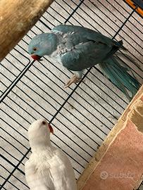 Parrocchetto dal collare blu