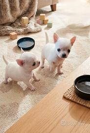 Chihuahua mini toy mini