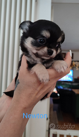 Chihuahua cucciolo con pedigree ENCI